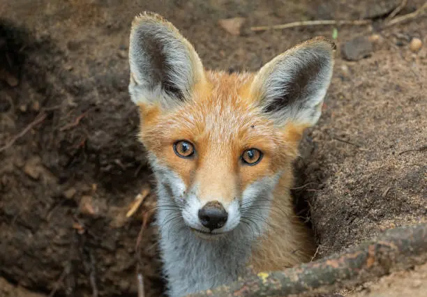 Where Do Fox Live?