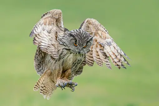 How Long Does an Owl Live? Facts and Interesting Information About Owls!