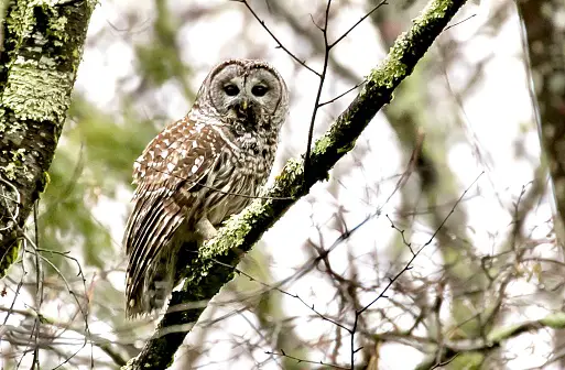 Do Owls Eat Fruit? Their Dietary Preference