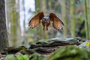 How Long Does an Owl Live? Facts and Interesting Information About Owls! - DiscoveryNatures
