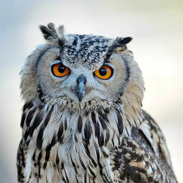 Are Owls Dangerous? The Truth About Owls