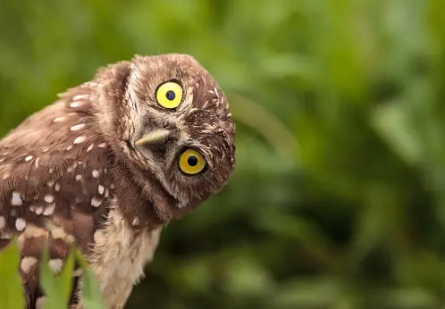 Where Do Owls Live? The Most Amazing Facts