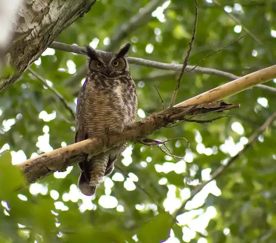 Why Does an Owl Hoot? The Mysteries Behind