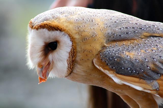 What an Owl Eats: Interesting Facts About Their Diet