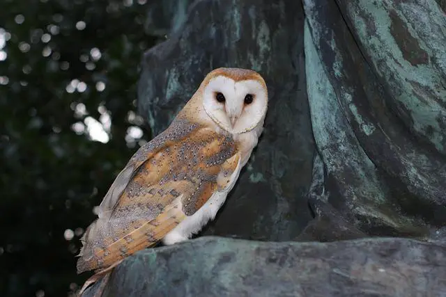 Where Does a Barn Owl Live: Habitat, Description, and Facts