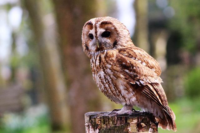 Do Owls Scare Away Birds: Are They Effective Bird Deterrents?