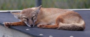 Do Foxes Mate for Life: Everything That You Need to Know