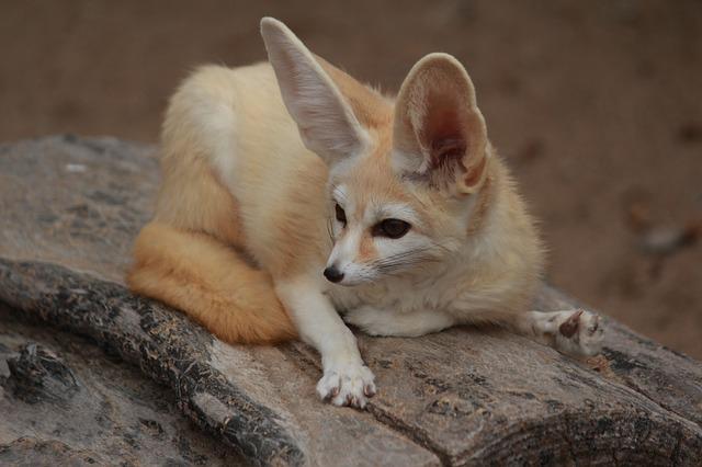 Do Fox Eat Deer: Common Diet in the Animal Kingdom