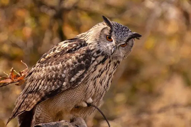 Can Owls Be Pets: The Ultimate Guide for an Owl Owner