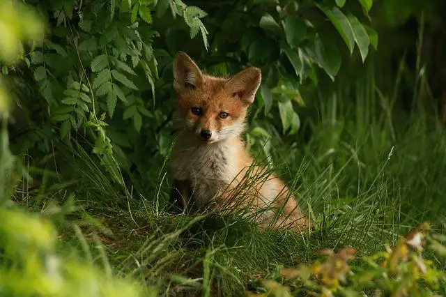 Does Fox Attack Humans: Avoiding the Dangers of Foxes