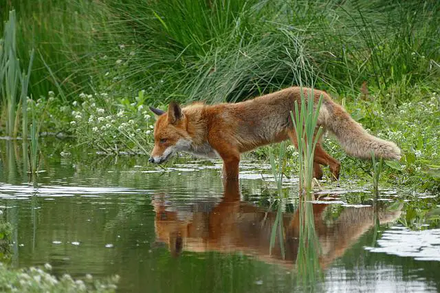 Do Fox Eat Rabbits: The Hunting Skills of Foxes (Protecting Your Rabbits)