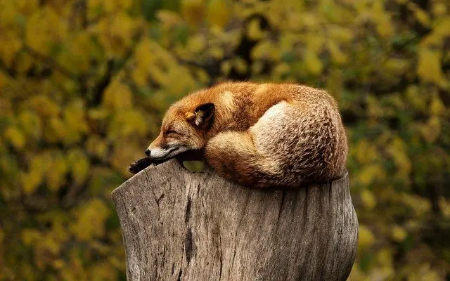 Do Foxes Hibernate: How Foxes Survive the Winter Months
