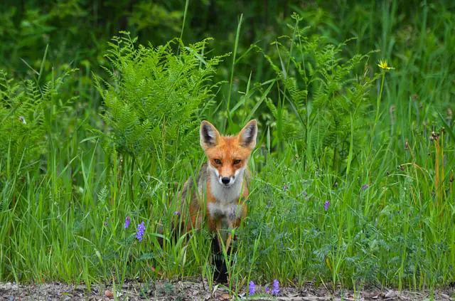 Do Fox Eat Snakes: The Main Diet of Foxes in the Wild