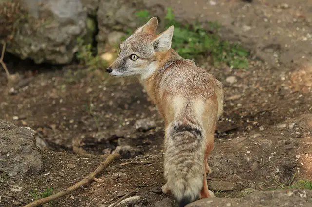Do Fox Eat Deer: Common Diet in the Animal Kingdom