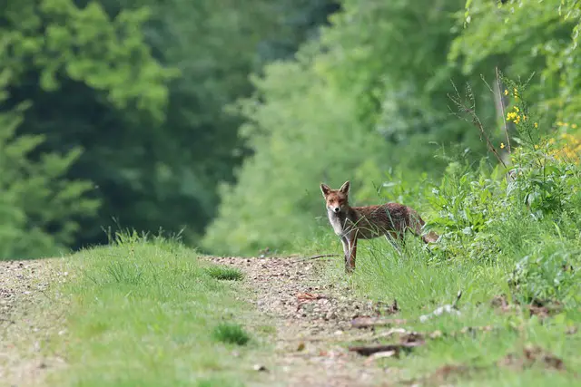 Can Fox Be Pets: Is It Legal? Are They Safe as Pets?