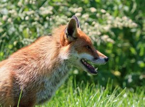 Do Foxes Mate for Life: Everything That You Need to Know