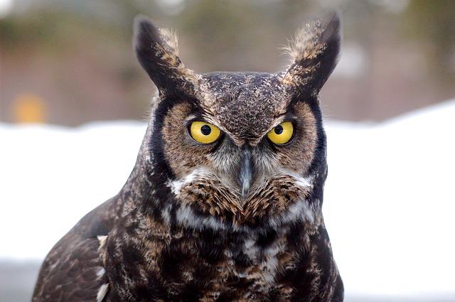 Do Owls Have Ears: The Hilarious Hearing of Owls