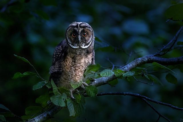 Are All Owls Nocturnal: Can Owls Also Be Active During Daytime?
