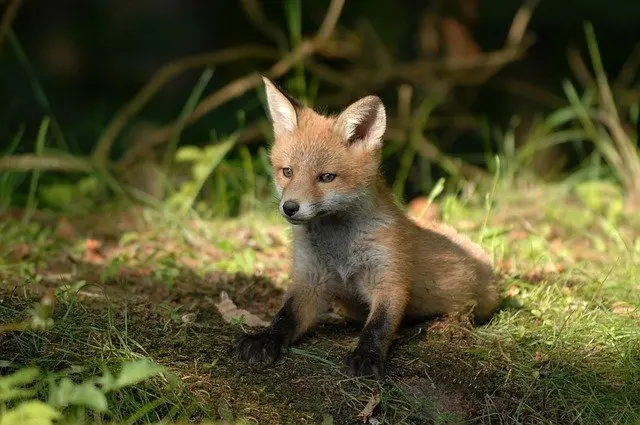 Do Foxes Howl: Different Sounds and the Meanings Behind Them