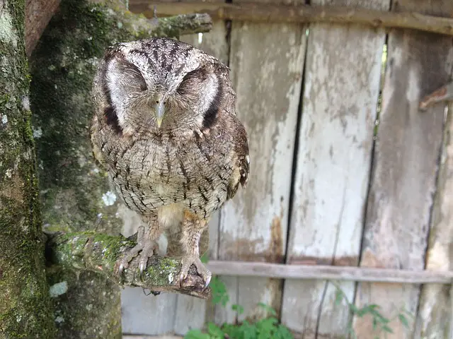 Why Do Owls Sleep on Their Stomach: Different Sleeping Patterns of Adult and Baby Owls