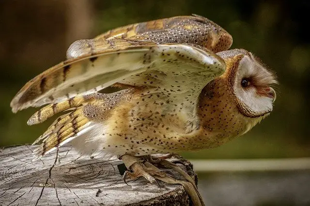 When Is Owl Mating Season: How Different Owl Species Mate