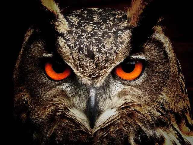 Do Owl Eyes Glow in the Dark: Interesting Facts and Tips