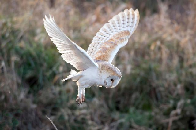 How to Keep Owl Away: 10 Most Effective Methods Any Expert Will Advise You