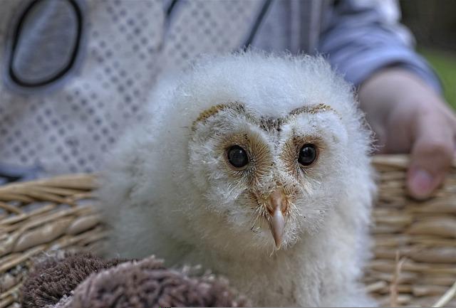 Does Owl Lay Eggs: A Guide to Their Reproduction Process