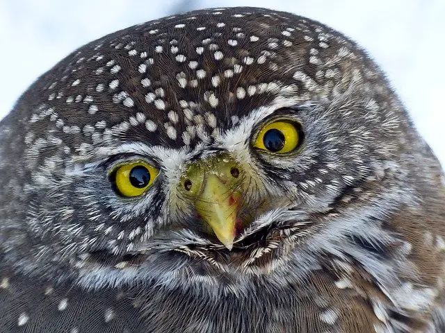 Do Owls Have Eyeballs: The Unique Vision and Skills of Owls