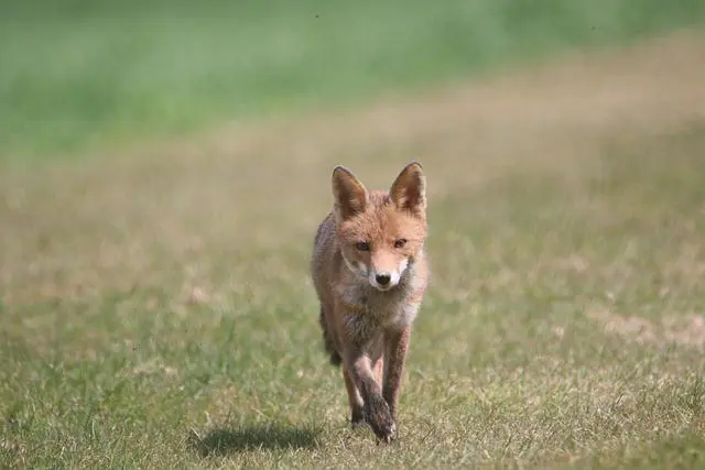 Are Foxes Omnivores: Facts About Their Food and Diet