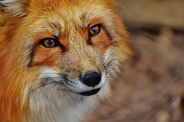 Do Fox Bark: Reasons Behind Fox Barks and Other Sounds They Make