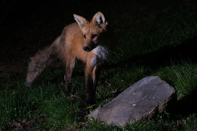 Are Foxes Nocturnal: Do They Come Out During the Day? - DiscoveryNatures