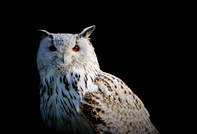 Will Owls Eat Chickens: Protecting Chickens From Wild Predators