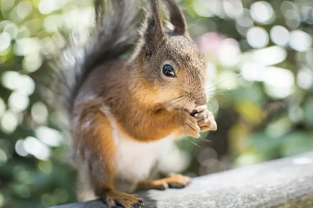Does Squirrel Hibernate During Winter?