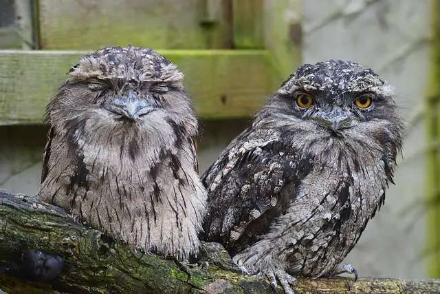 Does Owl Drink Water: How Important Is Water for Owls?