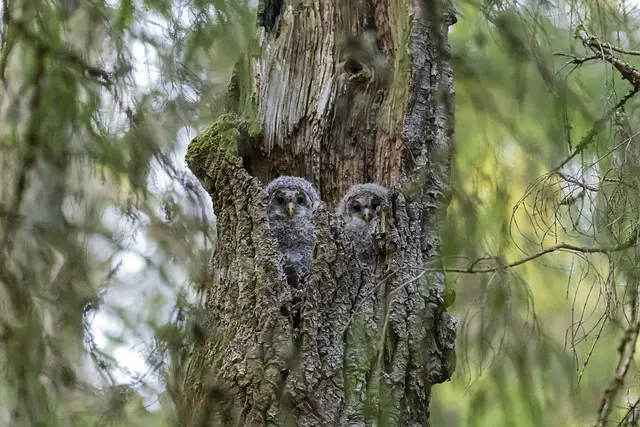 Is Owl a Carnivore: How Dangerous Are They as Predators?