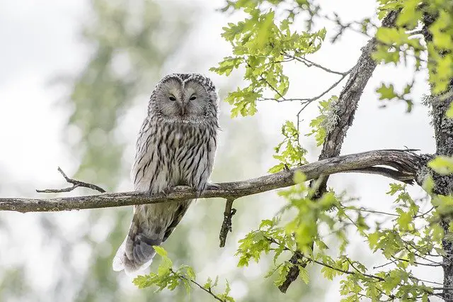 Do Owls Build Nests: Everything You Need to Know