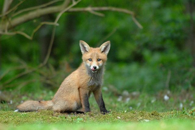 Do Foxes Mate for Life: Everything That You Need to Know