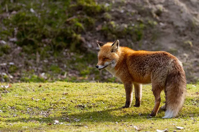 What Does a Fox Sound Like: Know the Different Meanings Behind Fox Sounds