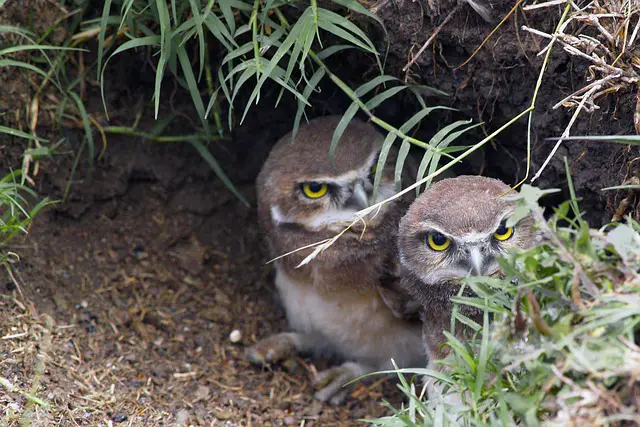 Are Owls Mammals: The Distinct Characteristics of Owls