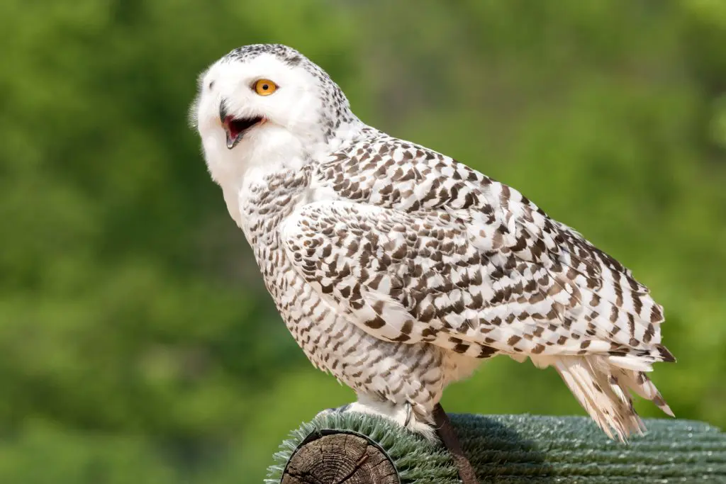 Which Owl Hoots The Different Sounds Made by Owls DiscoveryNatures