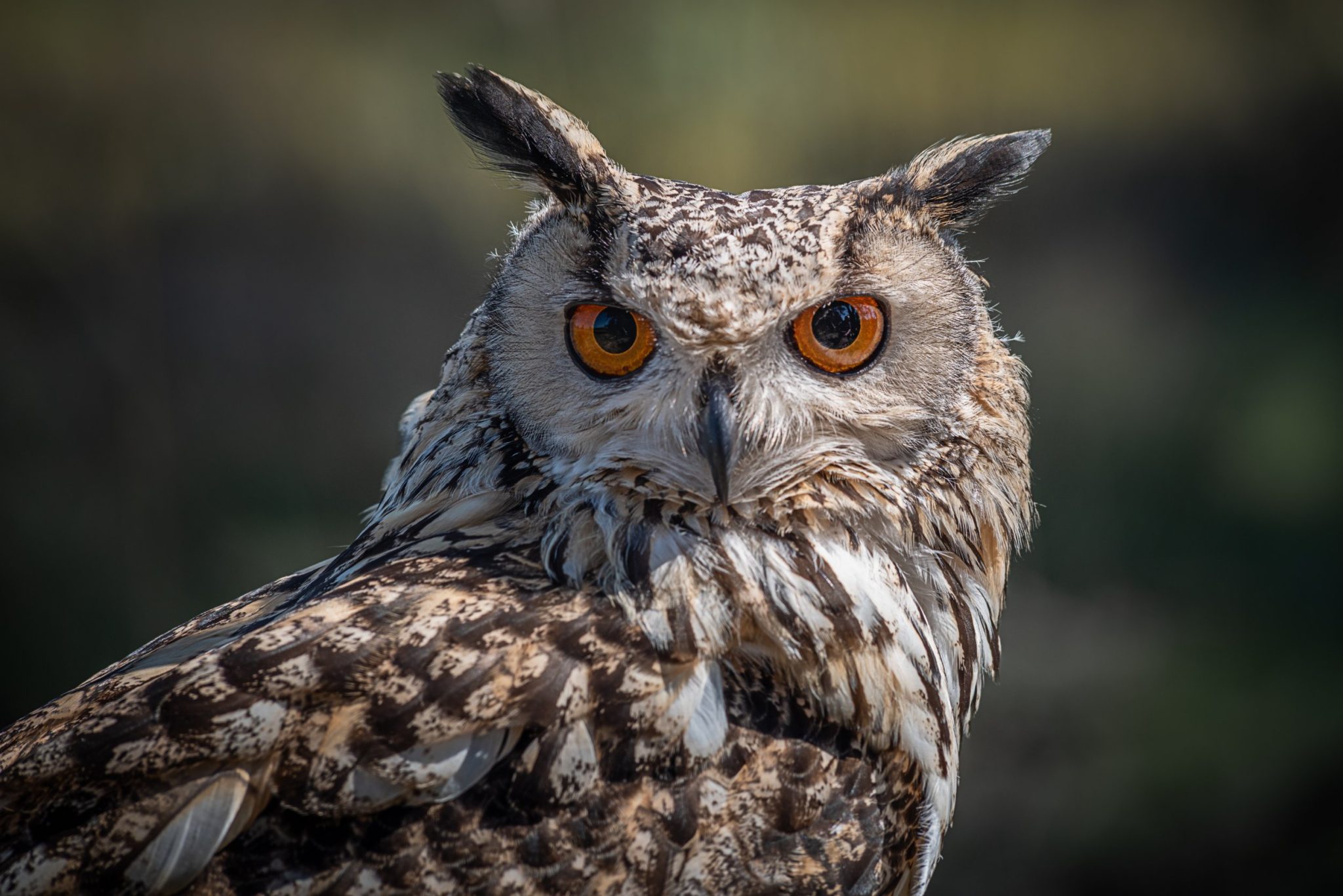 Worlds Biggest Owl Facts About Some of the Biggest Owls in the World