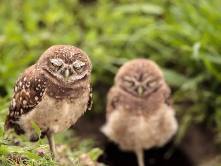 Does Owl Sleep: Interesting Facts About Owls’ Sleeping Routine