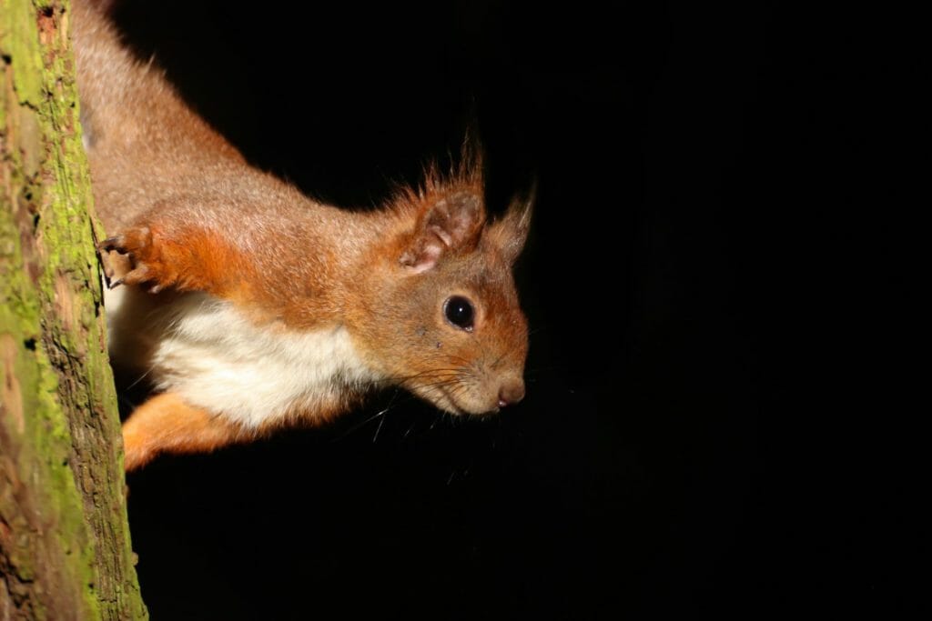 Do Squirrel Come Out at Night Squirrel's Night Time Activity
