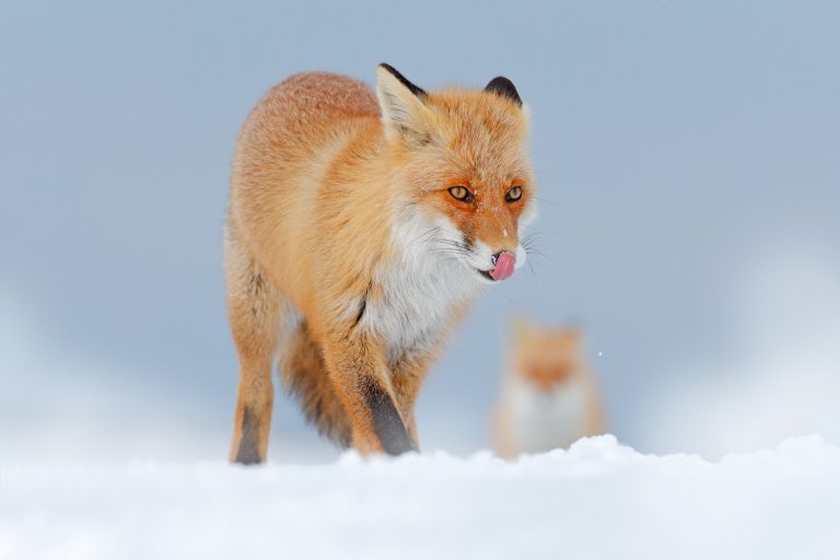 Can Foxes Breed With Dogs: Will It Be Successful?
