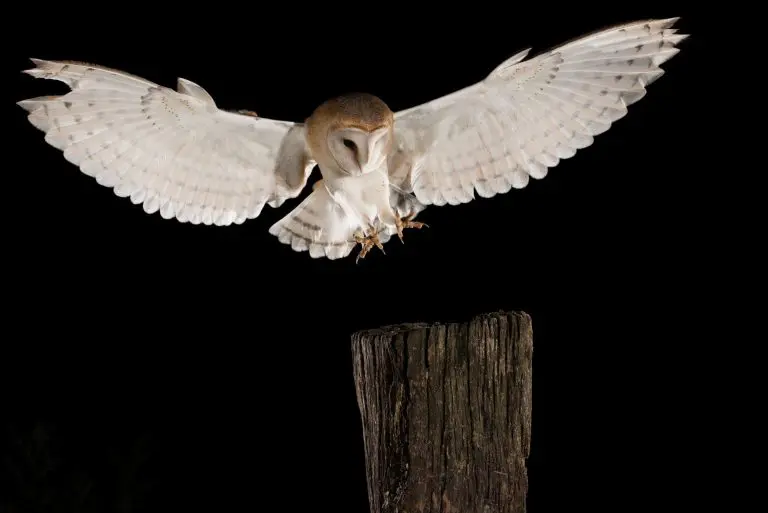 Do Owls Hunt at Night: Understanding the Night Time Activities of Owls