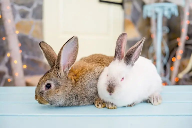 How Much Is Rabbit Neutering: What You Need to Know Before Having Your Pet Neutered
