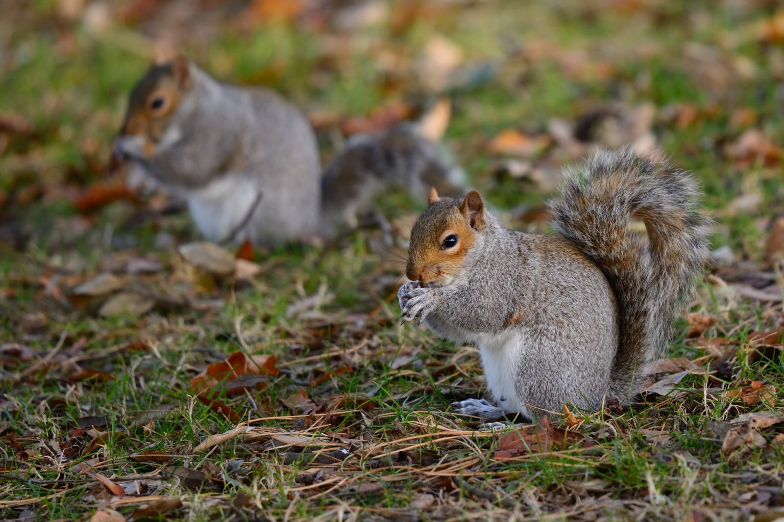 When Is Squirrel Mating Season Fascinating Facts About Their Mating