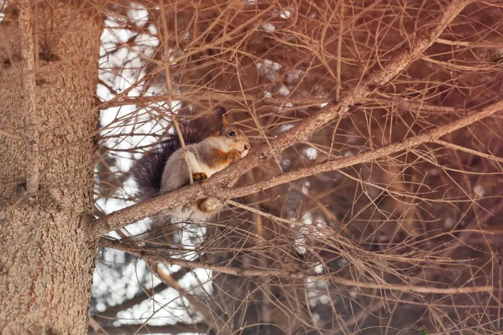 Where do squirrels nest a peek into squirrels home in the wild