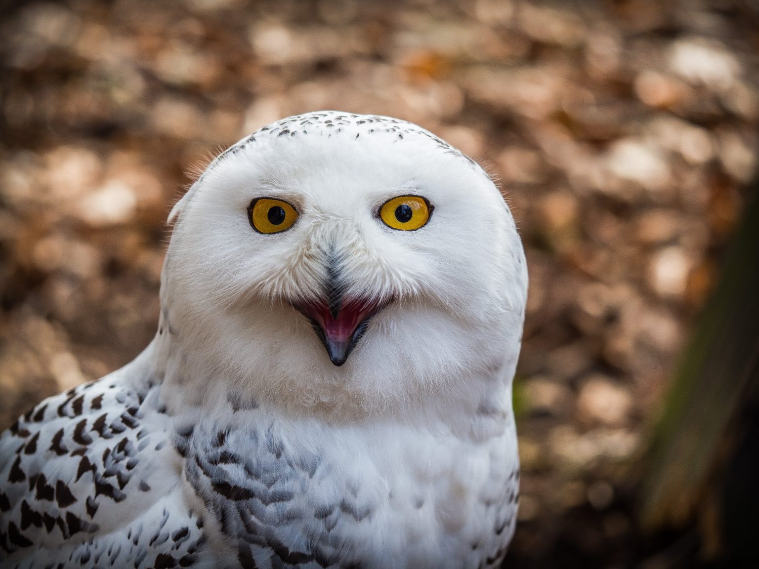 Can an Owl Turn Its Head 360 Degrees A Common Misconception?